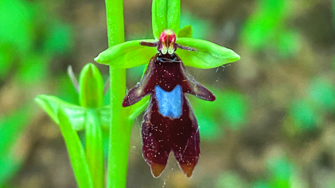 A fly orchid at BBOWT's Warburg Nature Reserve near Henley photographed by Jon Mason, aka TheEarlyBirder