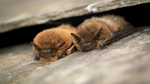 Two common pipistrelle bats lying between roof tiles