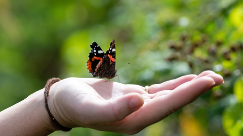 Red admiral butterfly on a person's hand