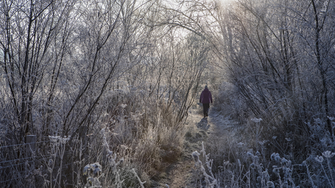 A person walking through a frosty nature reserve in winter, Cholsey Marsh