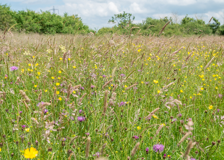 Ludgershall Habitat Bank | Berks Bucks & Oxon Wildlife Trust