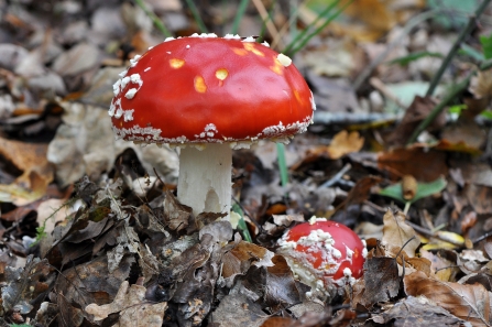 Fly agaric