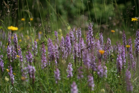 Aston Clinton Ragpits