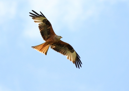 Red kite