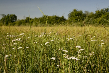 Meadow Farm by Andy Fairbairn