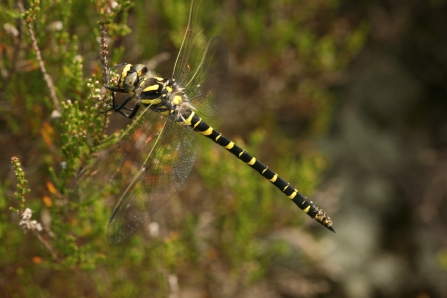 Golden-ringed dragonfly by Andy Fairbairn