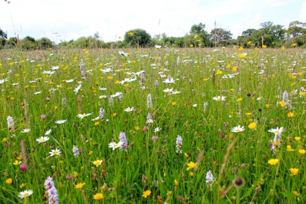 Bernwood Meadows