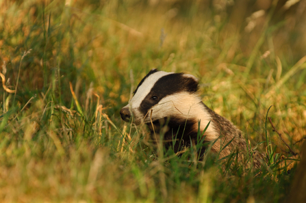 badger