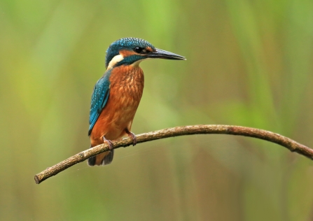 kingfisher