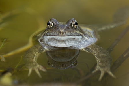 common frog