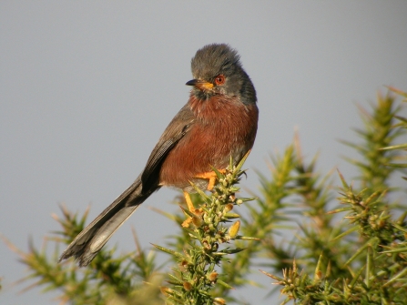 Dartford warbler