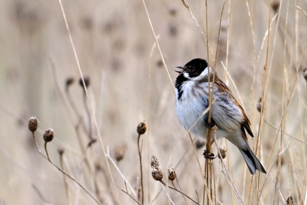 Reed bunting