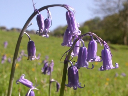 How to tell a native bluebell from the rest