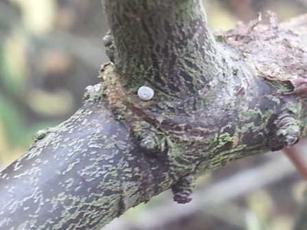 Brown hairstreak egg