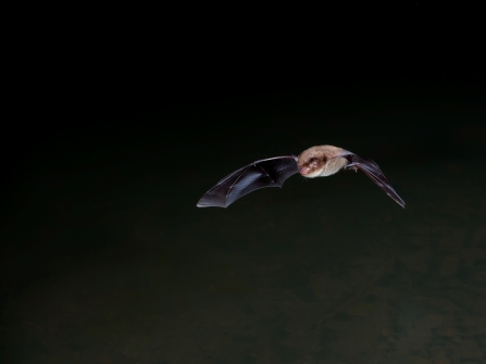 Daubenton's bat 