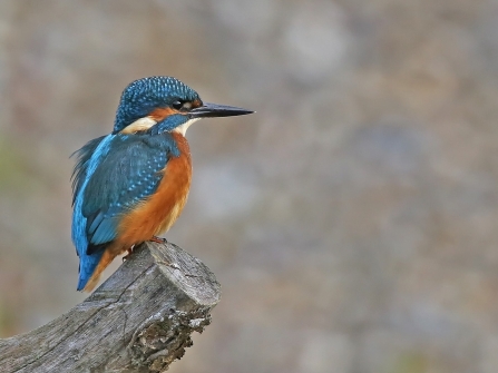 kingfisher