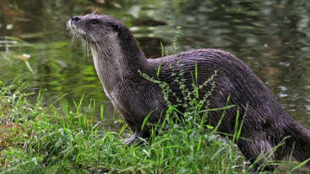 Otter 