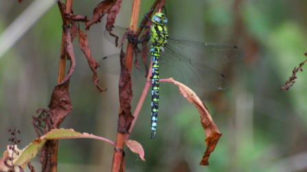 Southern hawker by Brian Walker