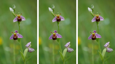 Bee orchids