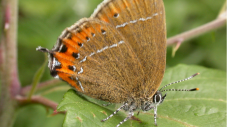 Black hairstreak