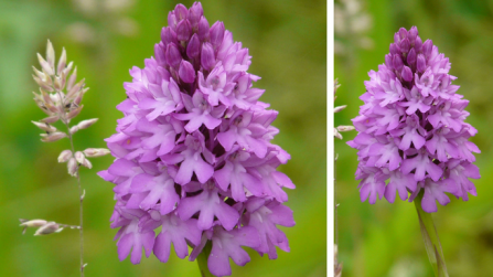 Pyramidal orchids