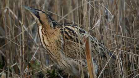 Bittern