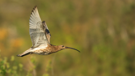 curlew