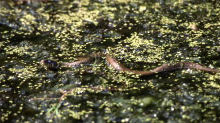 Grass snake