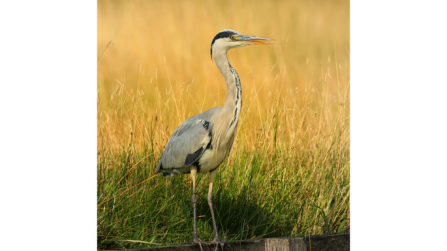 Grey heron