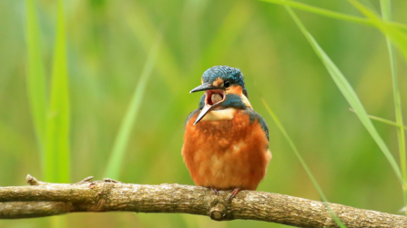 Kingfisher