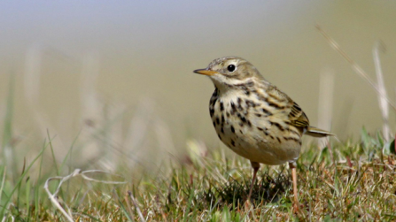 Meadow pipit