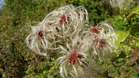 Wild clematis