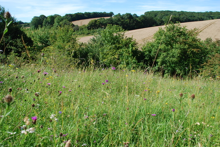 Watts Bank