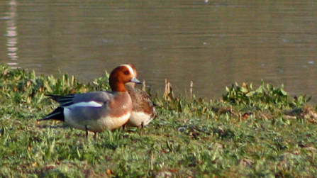 Wigeon