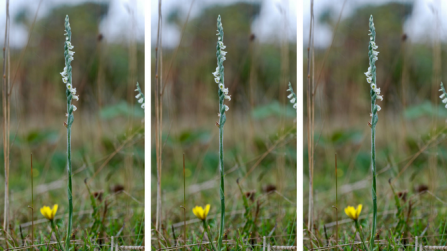 Autumn lady's-tresses