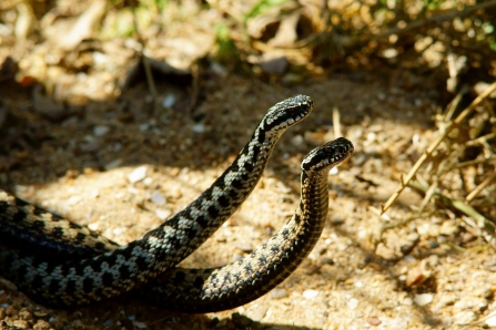 Adders