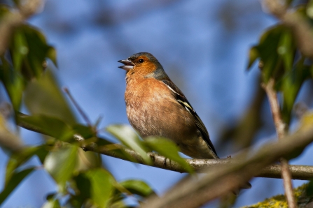 Chaffinch