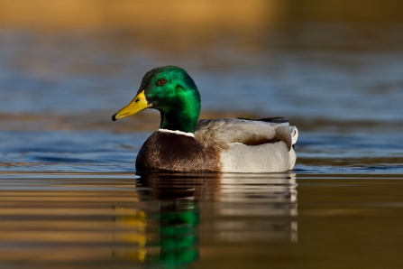 Mallard