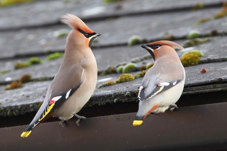 Waxwings