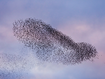 Starling murmuration