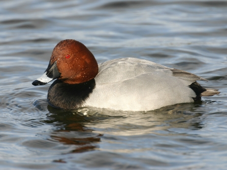 Pochard