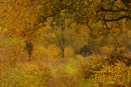 Warburg Nature Reserve, Autumn