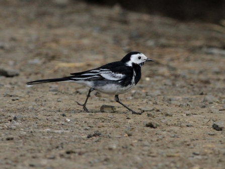 Pied wagtail