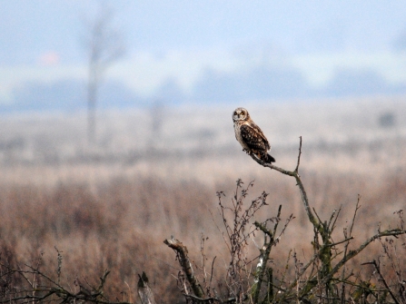 Short-eared owl