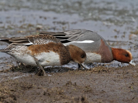 Wigeon