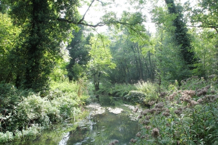 wild overgrown River Pang