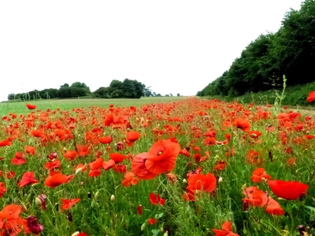 Poppies in field