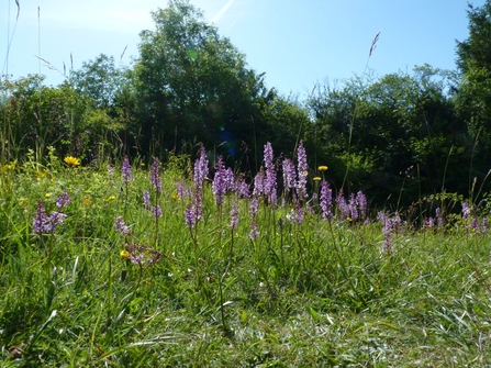 Aston Clinton Ragpits