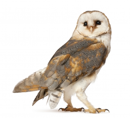 Barn owl white background