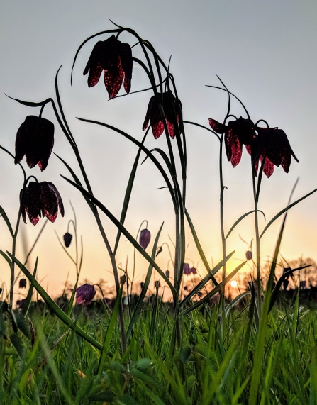 Snake's-head fritillaries